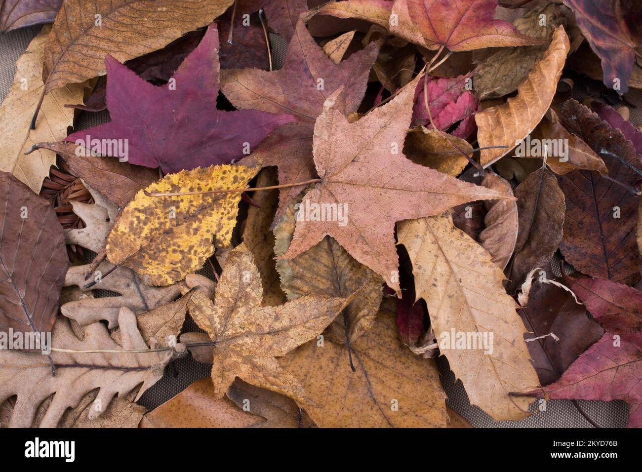 Beautiful dry leaf by a book as an autumn background Stock Photo