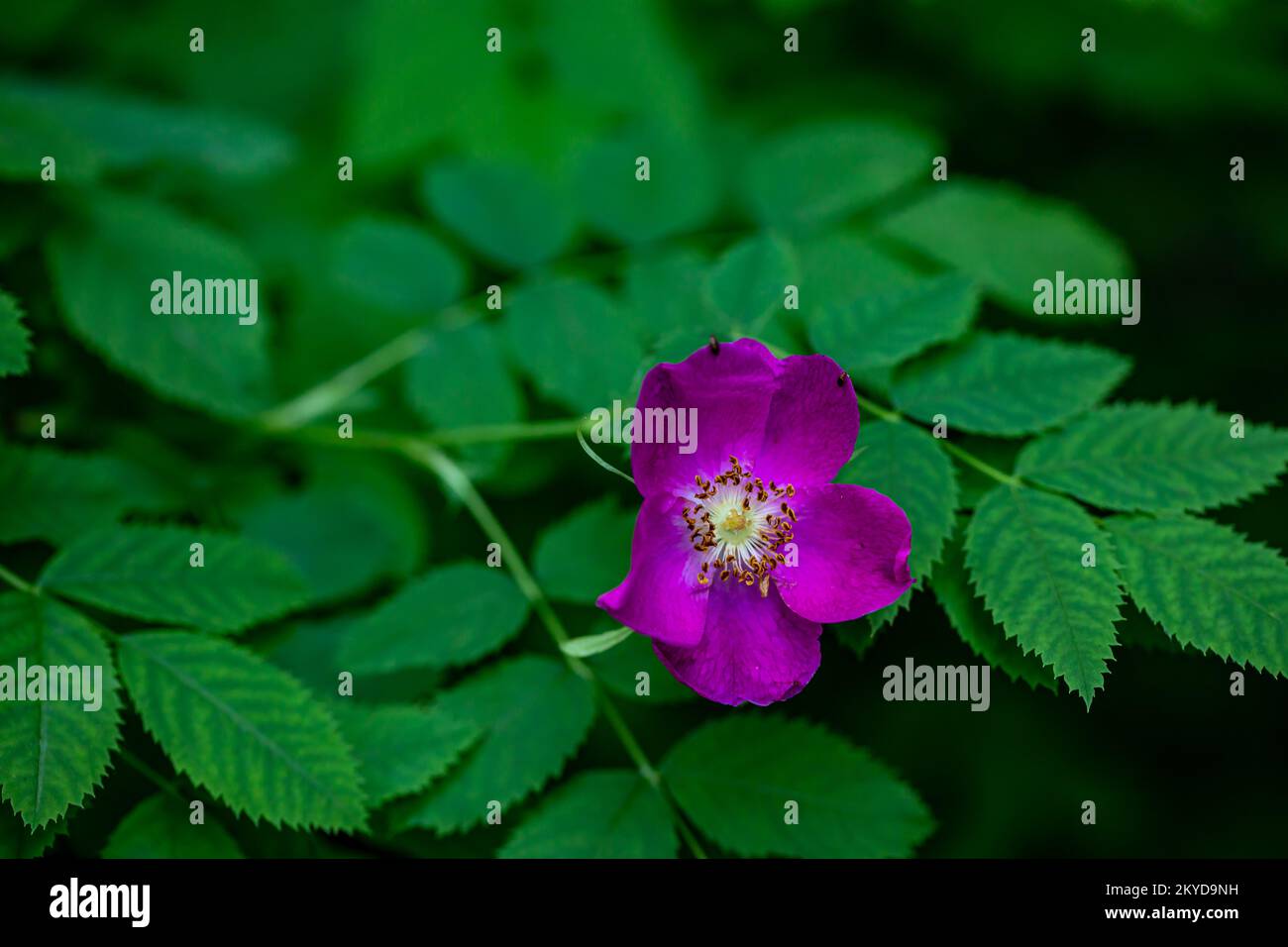 Mountain rose rosa pendulina hi-res stock photography and images - Alamy