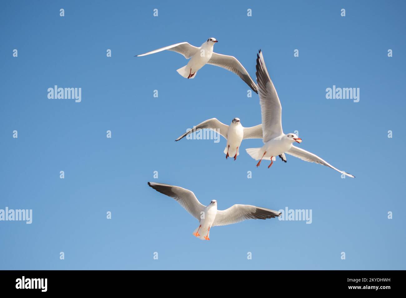 Seagull flying in a blue sky as a background Stock Photo - Alamy