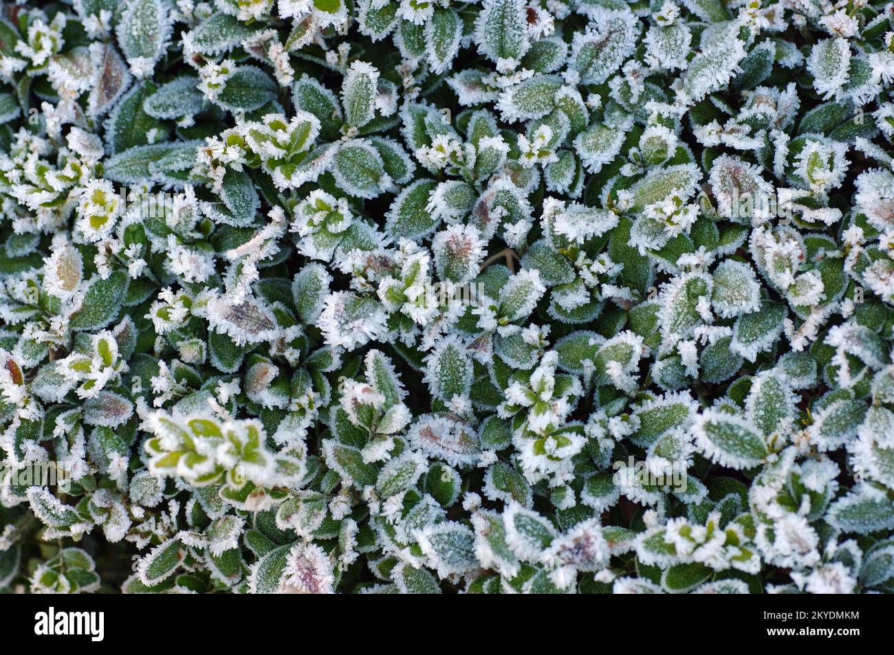 Close-up, common box (Buxus sempervirens), frost, winter, the leaves of ...