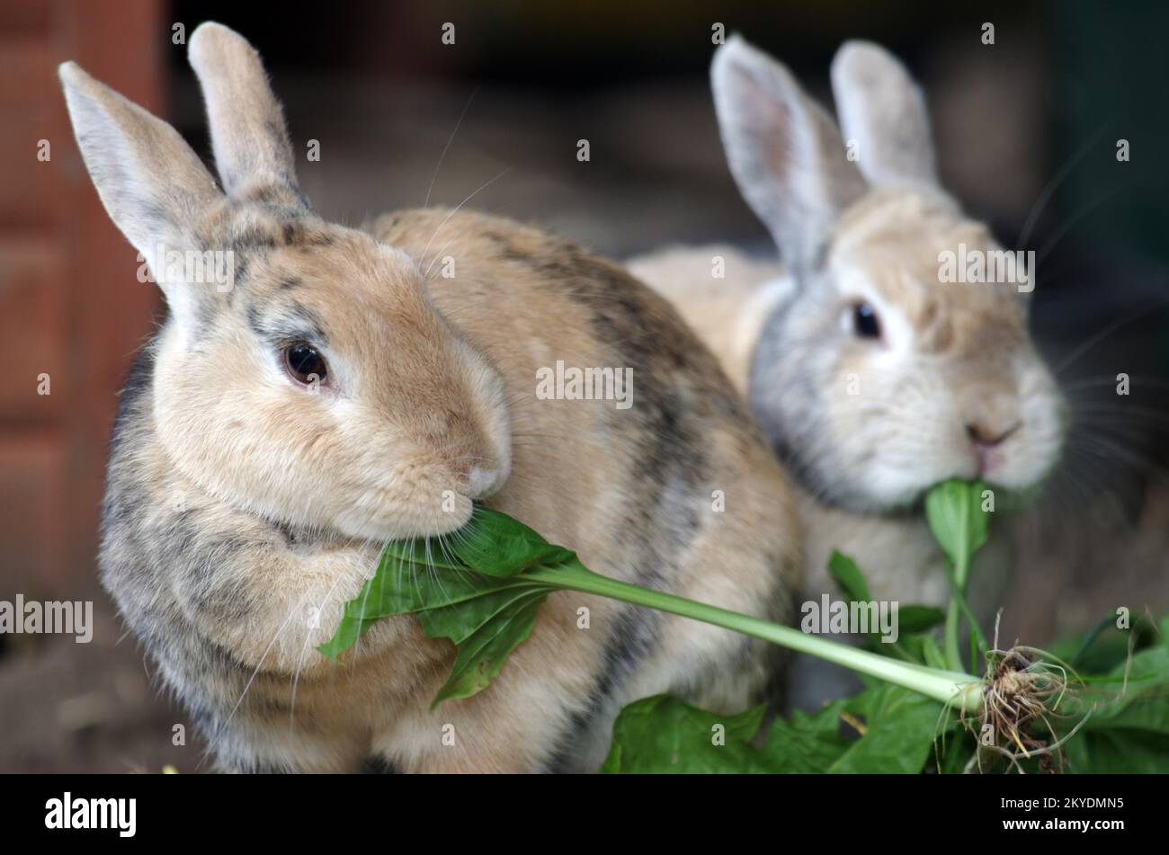 Domestic rabbit (Oryctolagus cuniculus forma domestica), two, eating, two rabbits in enclosure