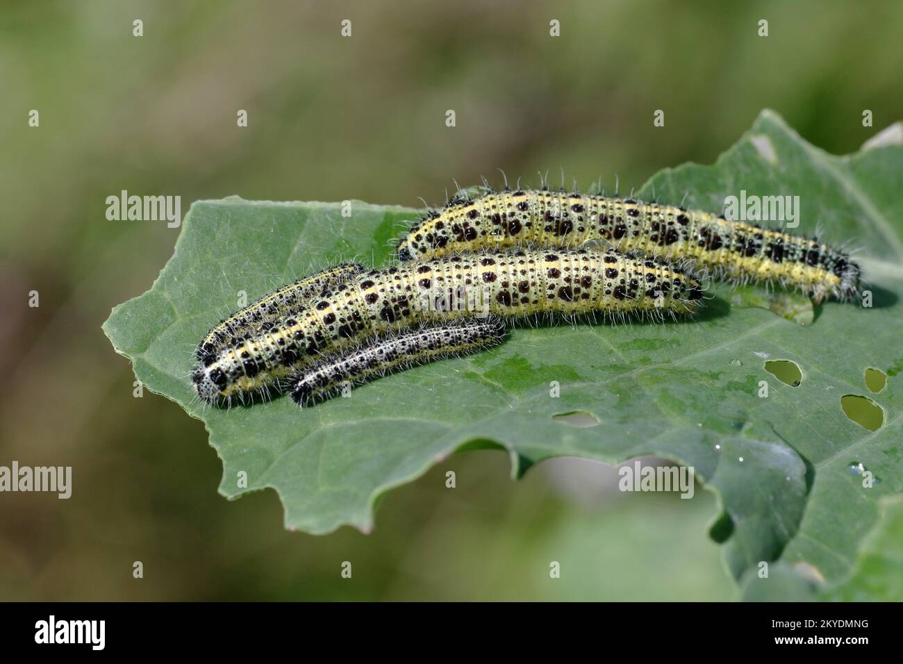 Close-up, caterpillars, Large cabbage white (Pieris brassicae) butterfly, butterfly, caterpillars of the Large cabbage white butterfly on a leaf Stock Photo