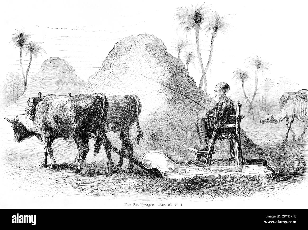 The threshing wagon, agriculture, grain, threshing, two oxen, wooden