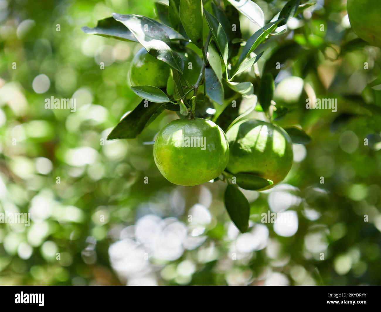 Orchard citrus hires stock photography and images Alamy