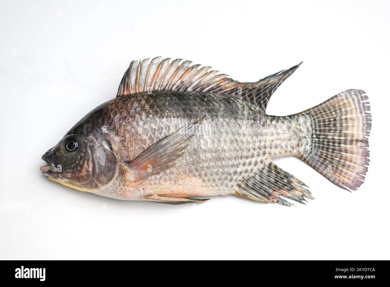 Tilapia isolated on white background, Fresh raw tilapia fish from the
