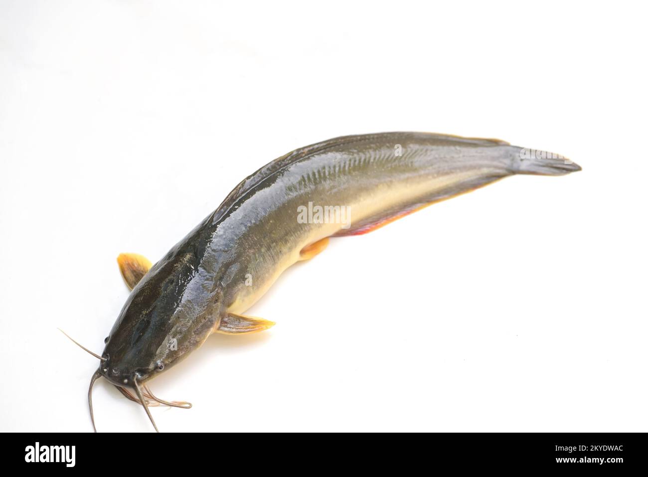 catfish isolated on white background, fresh raw catfish freshwater fish