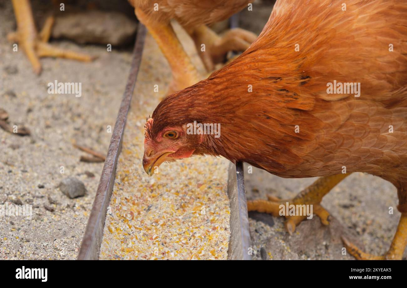 free range organic Hens chickens pecking eating grain feed tray in
