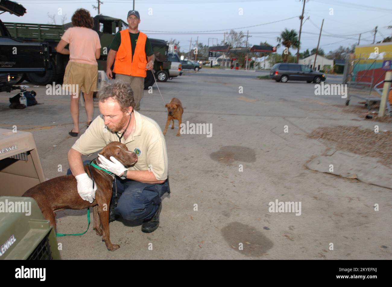 Hurricane Katrina, New Orleans, LA, September 8, 2005 -- Stray dogs and ...