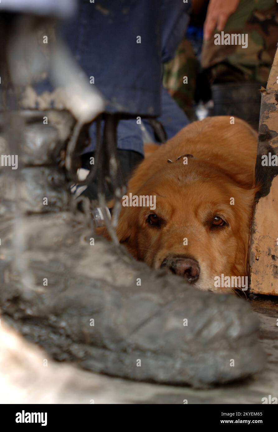 Hurricane Katrina, New Orleans, LA, September 19, 2005 -- A FEMA Urban Search and Rescue dog takes a break by his handlers muddy shoe after searching in neighborhoods impacted by Hurricane Katrina. Jocelyn Augustino/FEMA Stock Photo