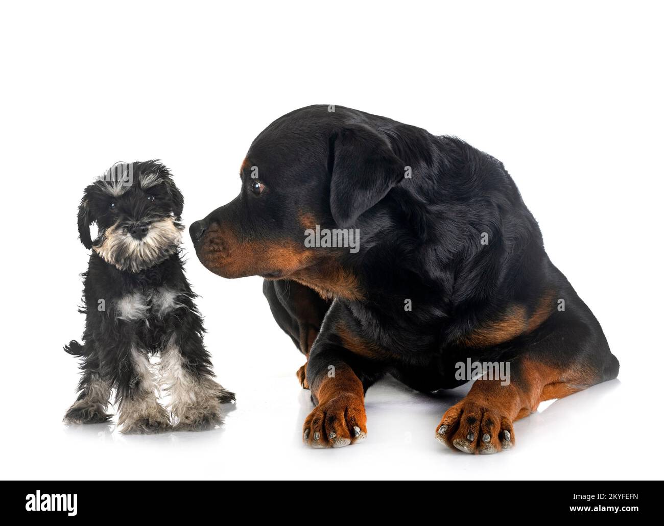 Two black and silver Miniature Schnauzer dogs, standing Stock Photo - Alamy