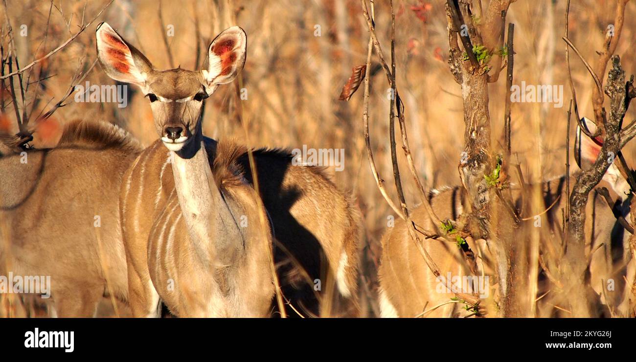 Female Kudu, Tragelaphus strepsiceros, Chobe National Park, Kasane, Botswana, Africa Stock Photo