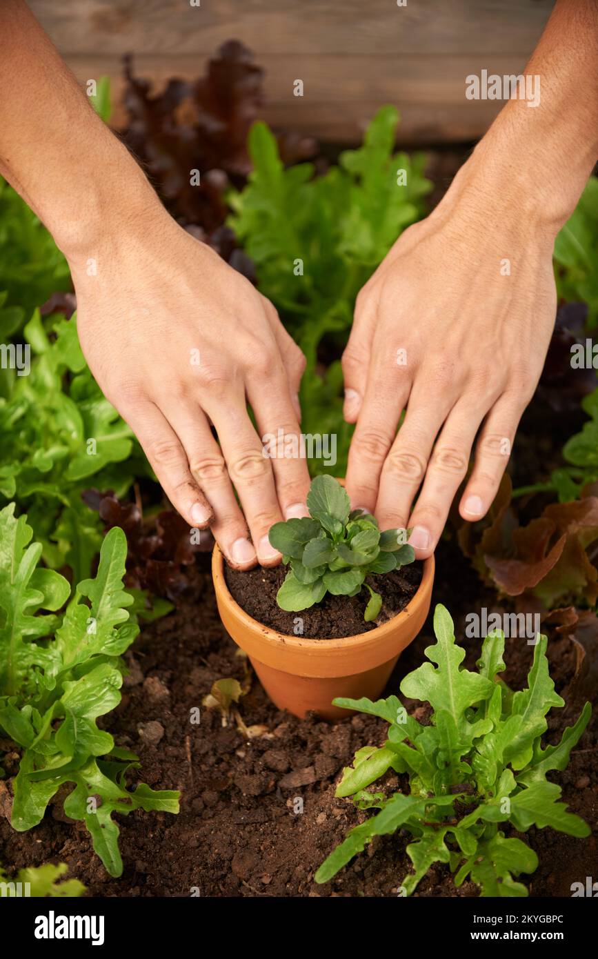 Hobby gardener. a man hands planting some leafy vegetables in a garden box. Stock Photo