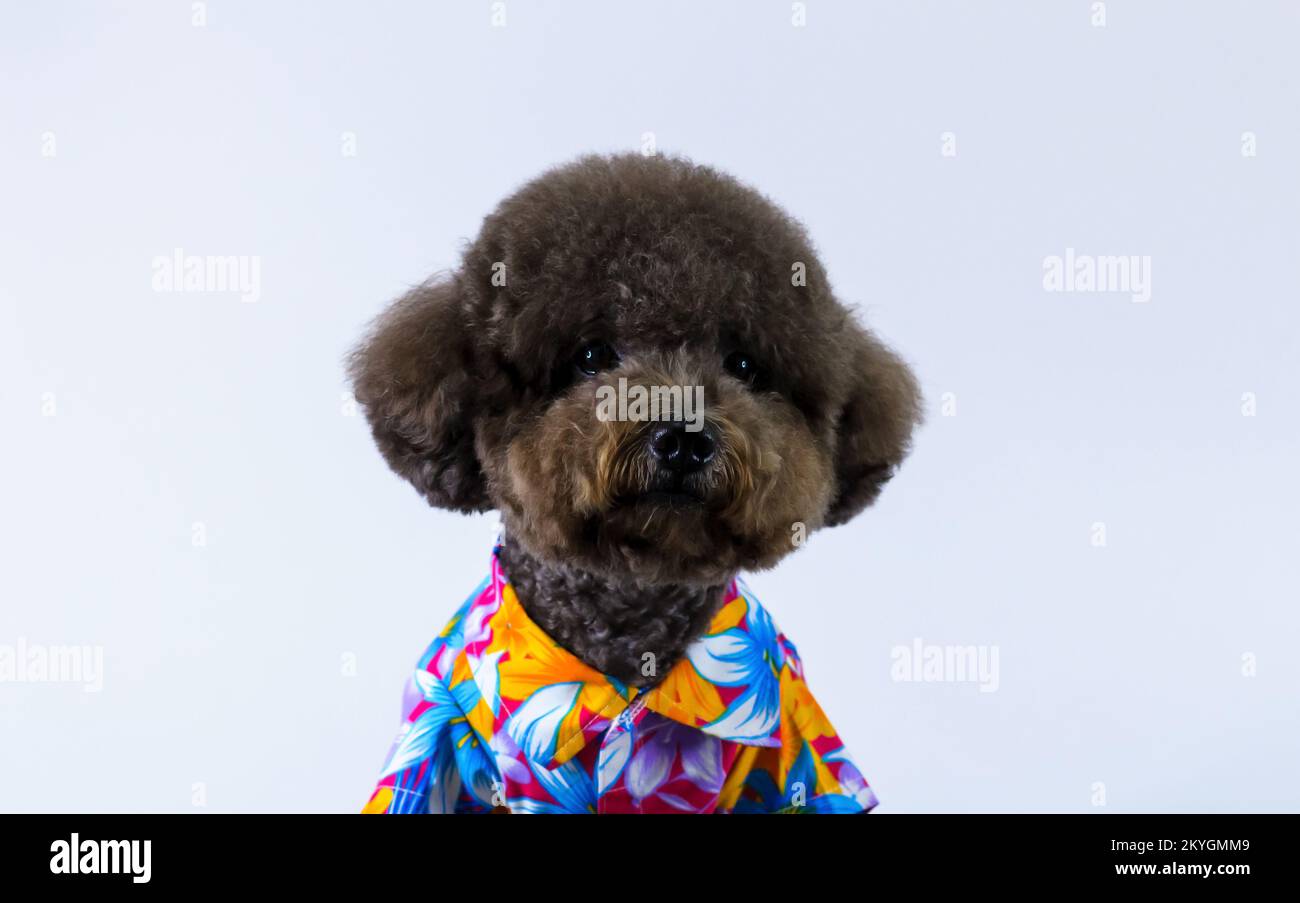 Standard hotsell poodle clothes