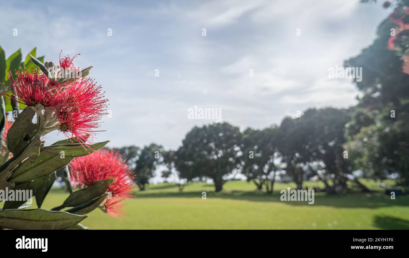 New Zealand Christmas Tree Pohutukawa in full bloom, framing the green