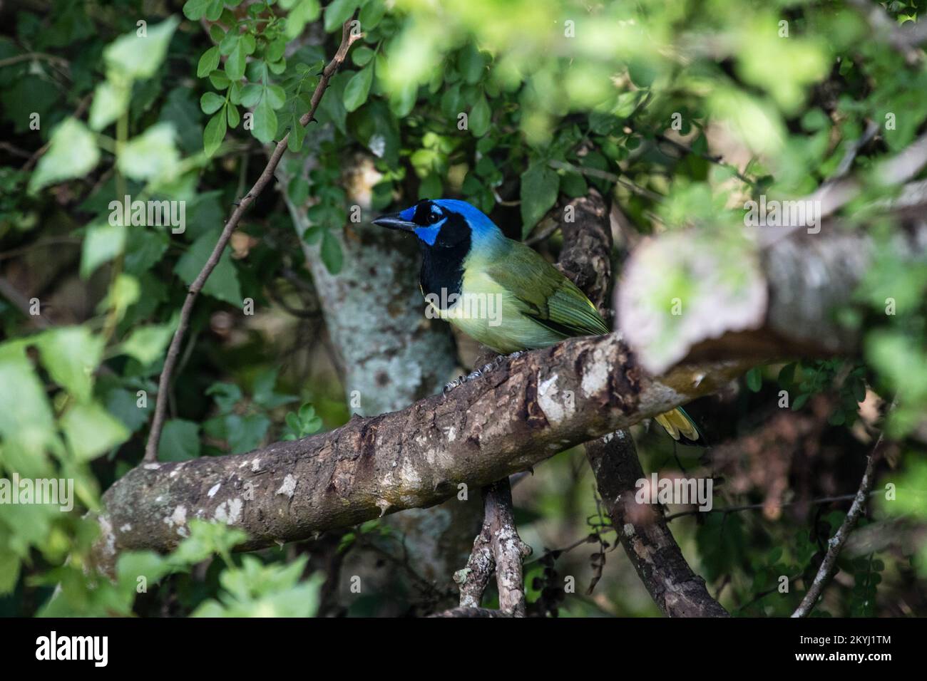 Birding in the Rio Grande Valley of South Texas Stock