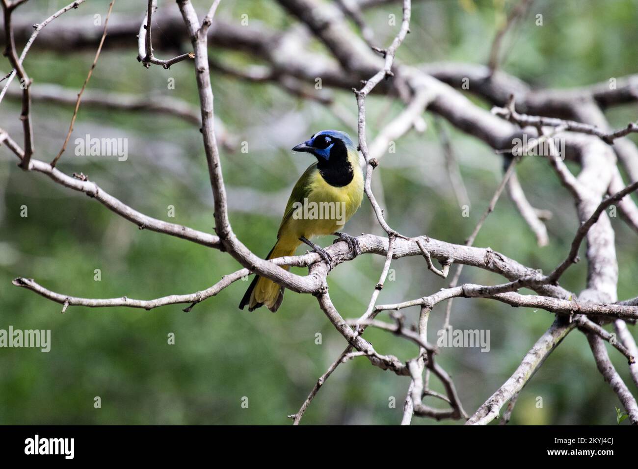 Birding in the Rio Grande Valley of South Texas Stock