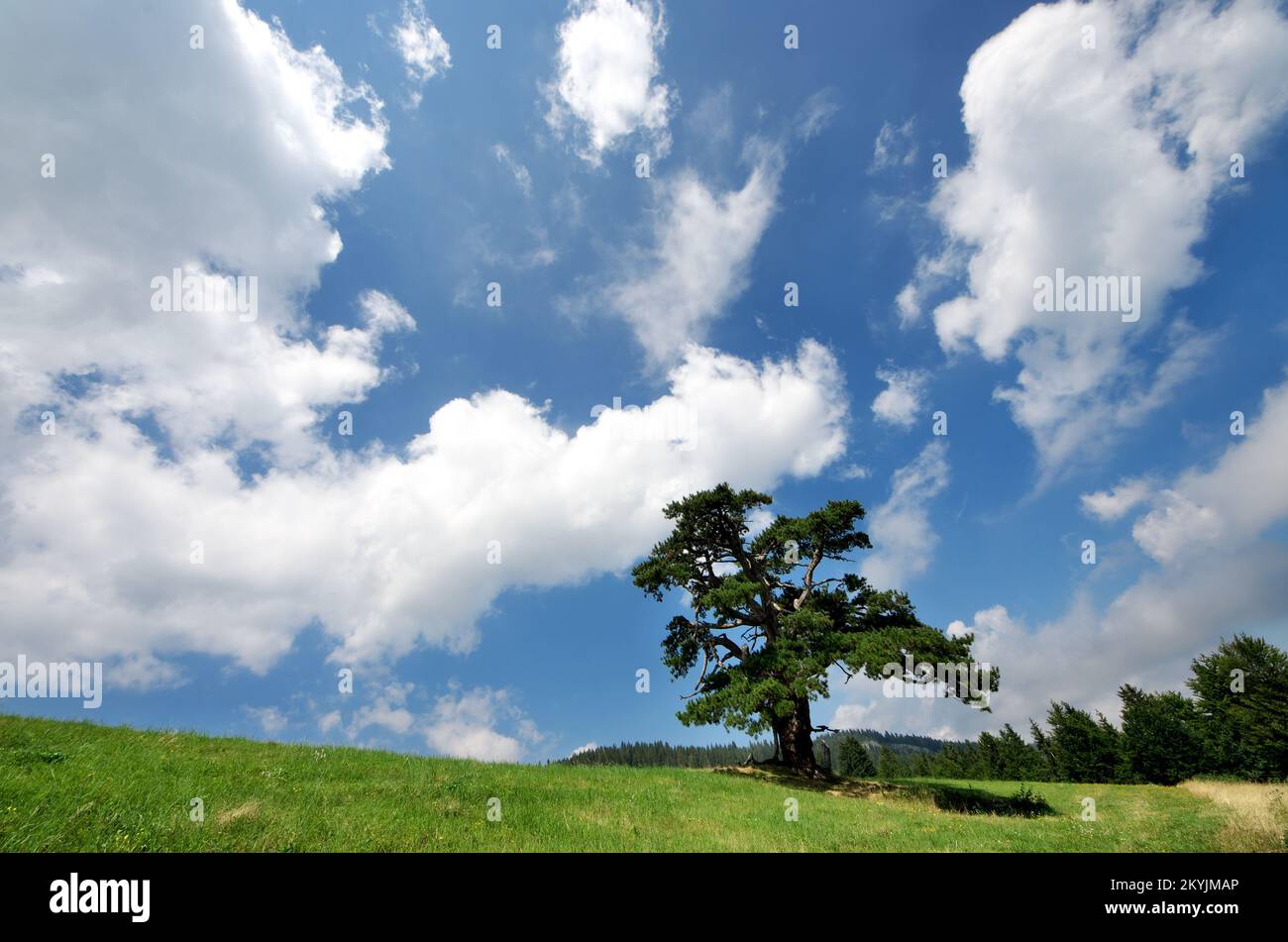 old pine tree 'Sveti Bor' in mountain of Serbia, Kamena Gora Stock Photo