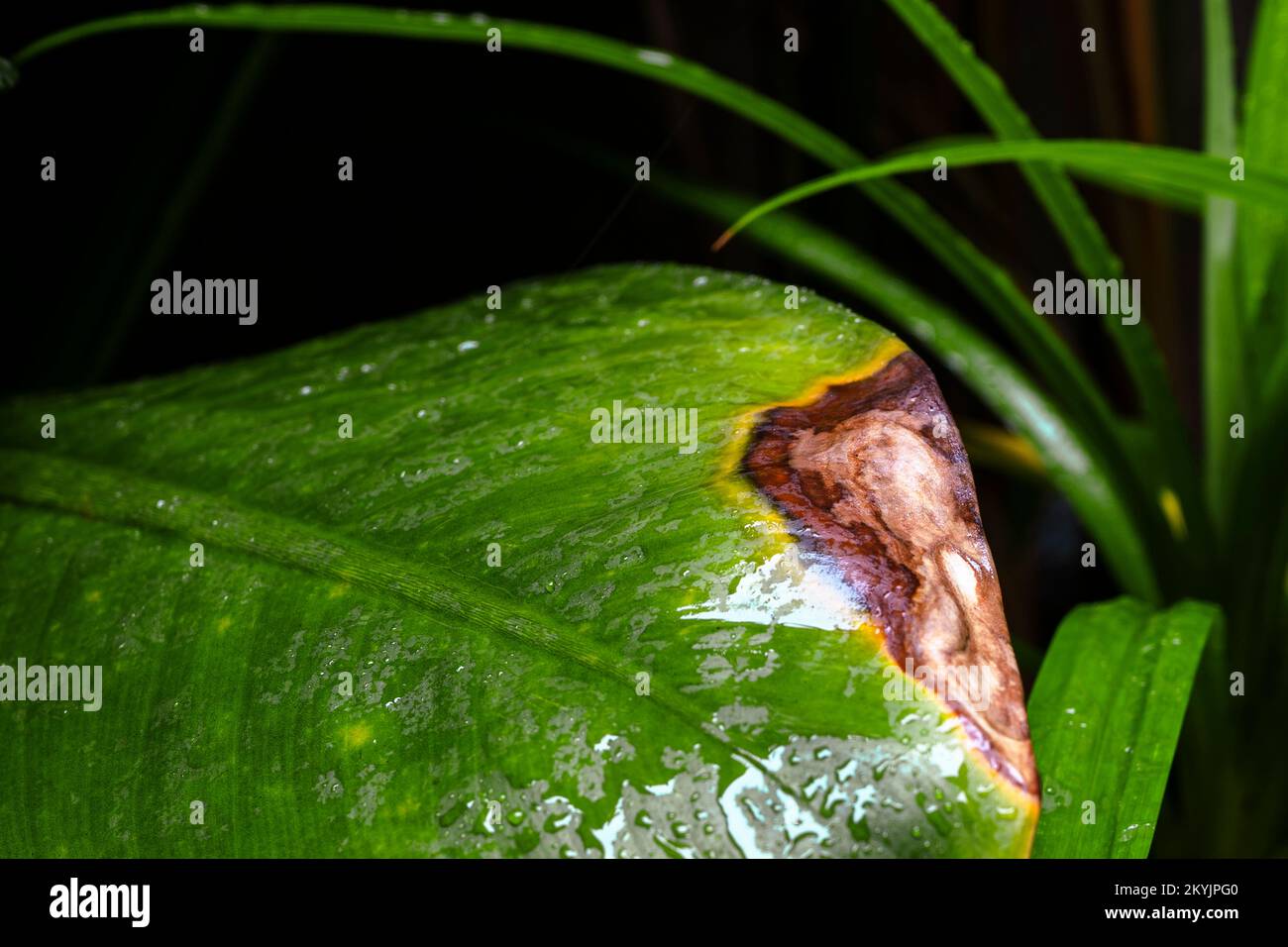 A green Leaf little Dried Isolated on a black Background, Autumn Leaf, Dry Leaf, Grunge Leaf Stock Photo