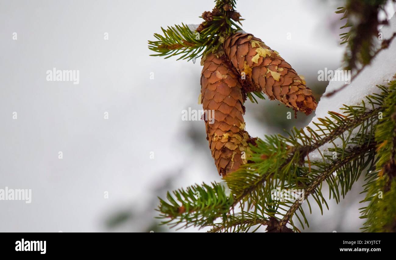First snow pine cones hi-res stock photography and images - Alamy