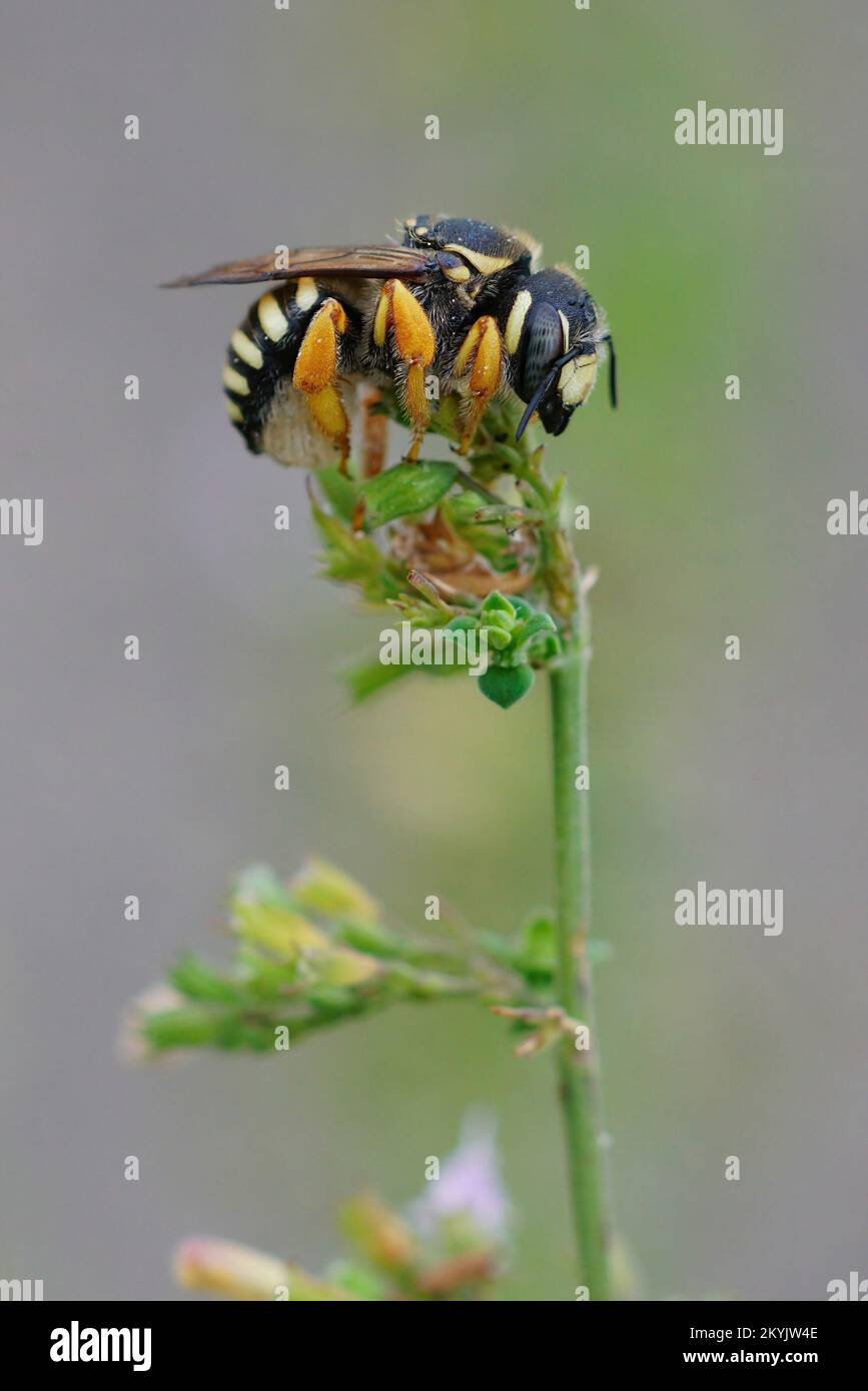 Trachusa Bee Vertical closeup on a threatened yellow Mediterranean interrupted resin ...