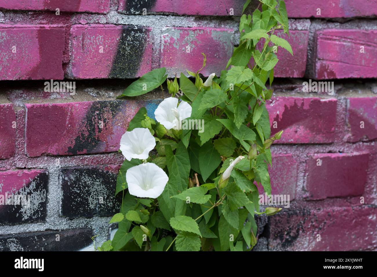 Gewöhnliche Zaunwinde, Echte Zaunwinde, klettert an einer Mauer mit Graffiti empor, Zaun-Winde, Calystegia sepium, hedge bindweed, Bindweed, Rutland b Stock Photo