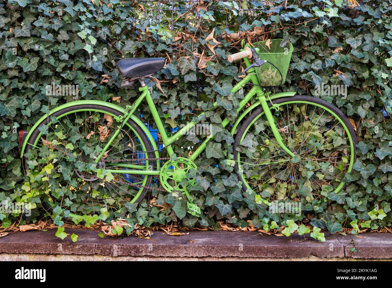 Green vintage bike, ladies retro bicycle with step-through frame left fixed to a fence covered with ivy climbing plants. Stock Photo