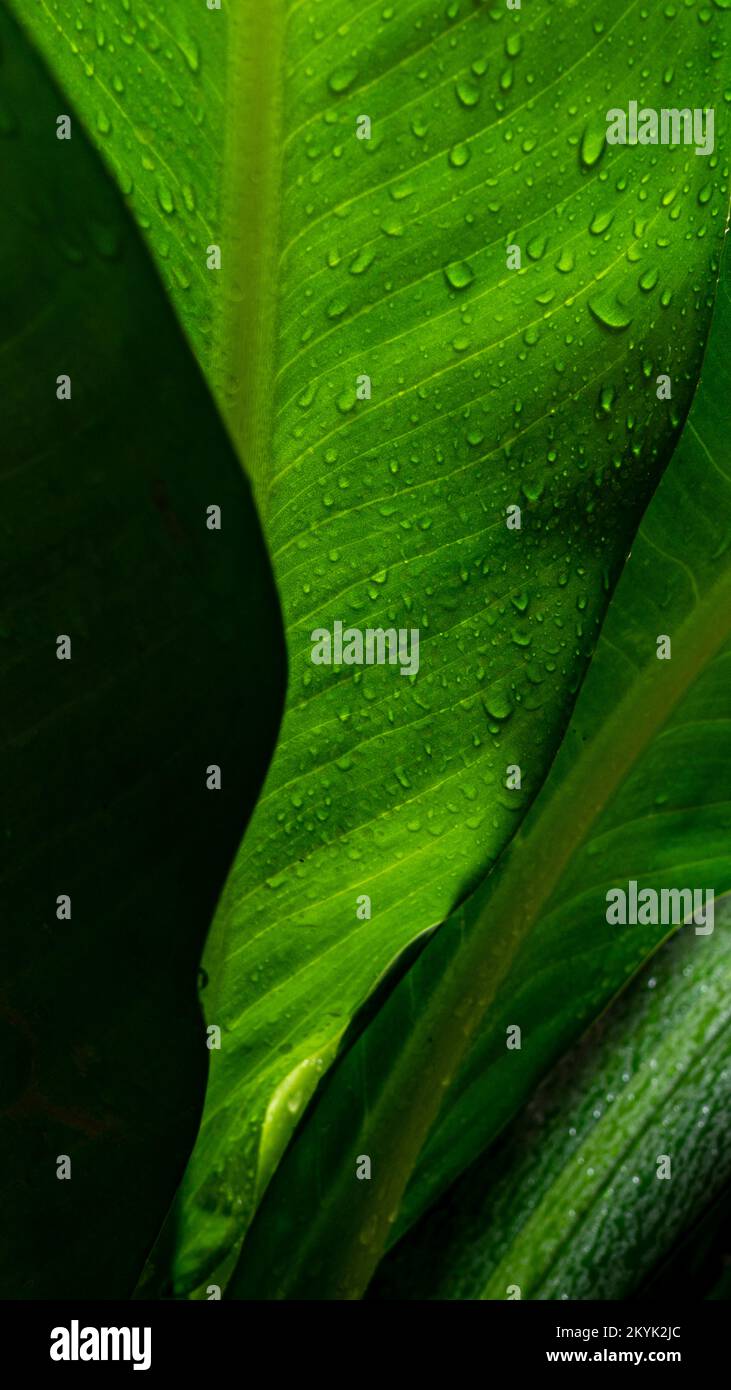 Abstract image of leaves with dew drops after rain,16:9 nature image background for phone Stock Photo