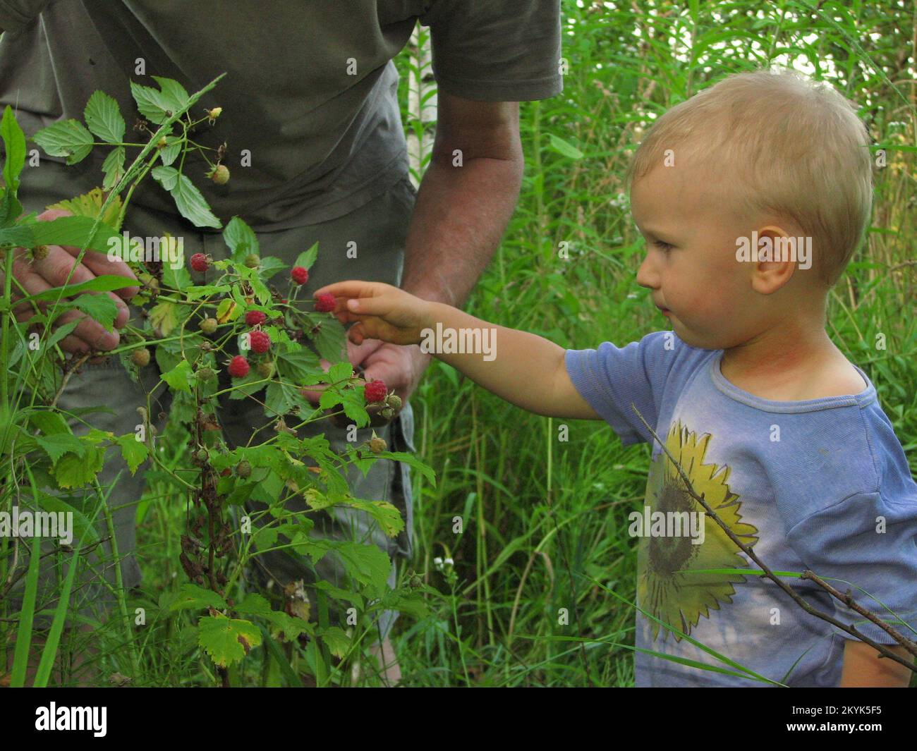 Hunter Raspberry A Boy Boy in raspberry bush hi-res stock photography and images - Alamy