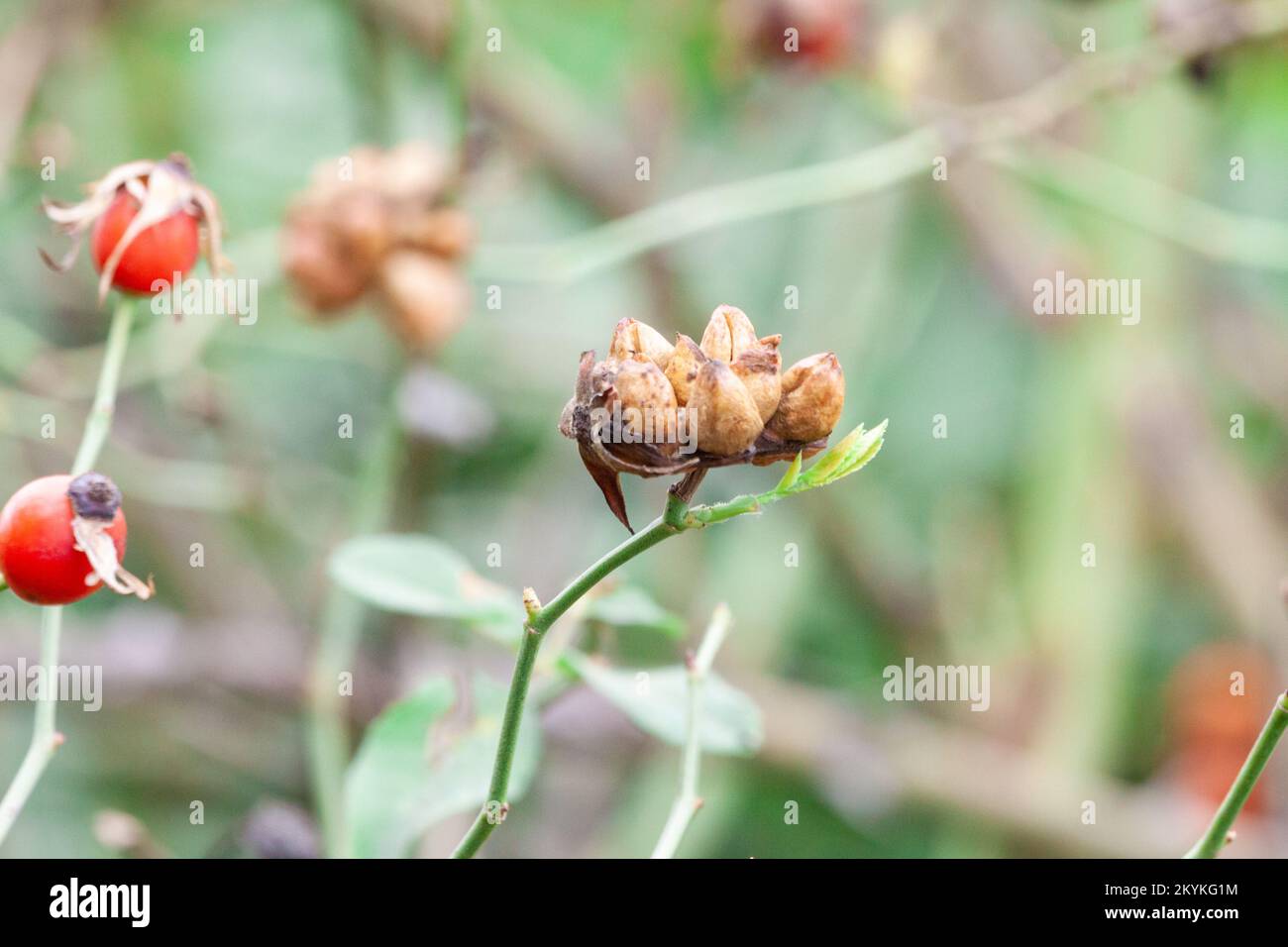 or Rosehip disease what is making the bush drying. Plant disease of Wild Rose on dandelion Dog Rose field background. High quality photo Stock Photo