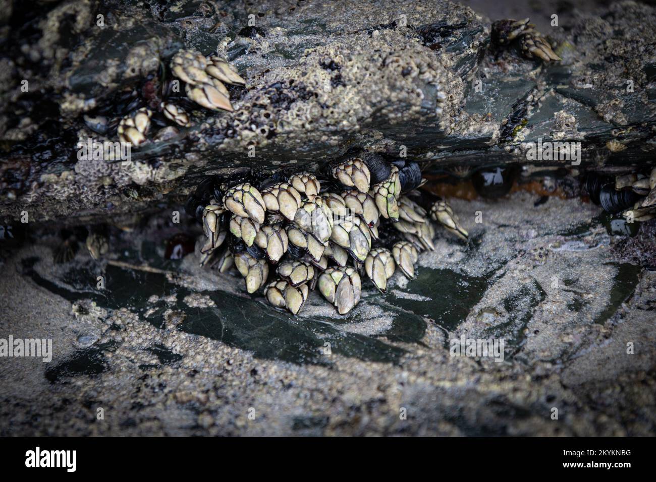 Pollicipes pollicipes (AKA goose neck barnacle, goose barnacle, leaf barnacle, percebe,  percebes) Stock Photo