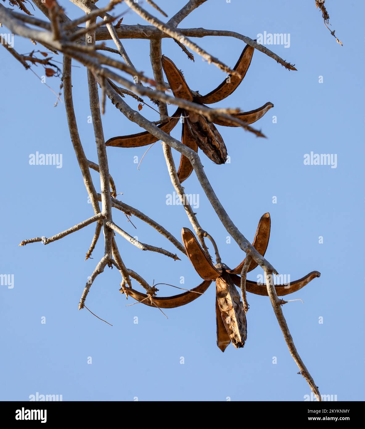 The distinctive seed pods that give the Wooden banana Tree its name. The seeds have dropped and been blown away from the parent tree by the wind. Stock Photo