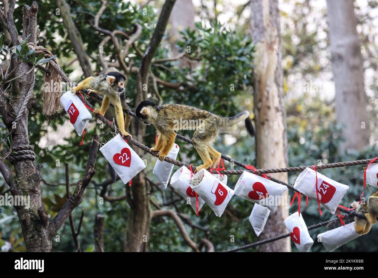 London, UK. 30th Nov, 2022. Squirrel monkeys seen enjoying advent