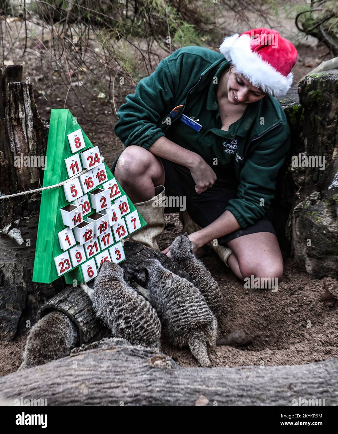 London, UK. 30th Nov, 2022. Meerkats seen enjoying advent calendar themed enrichment items as part of ZSL London Zoo's Christmas photocall. Credit: SOPA Images Limited/Alamy Live News Stock Photo