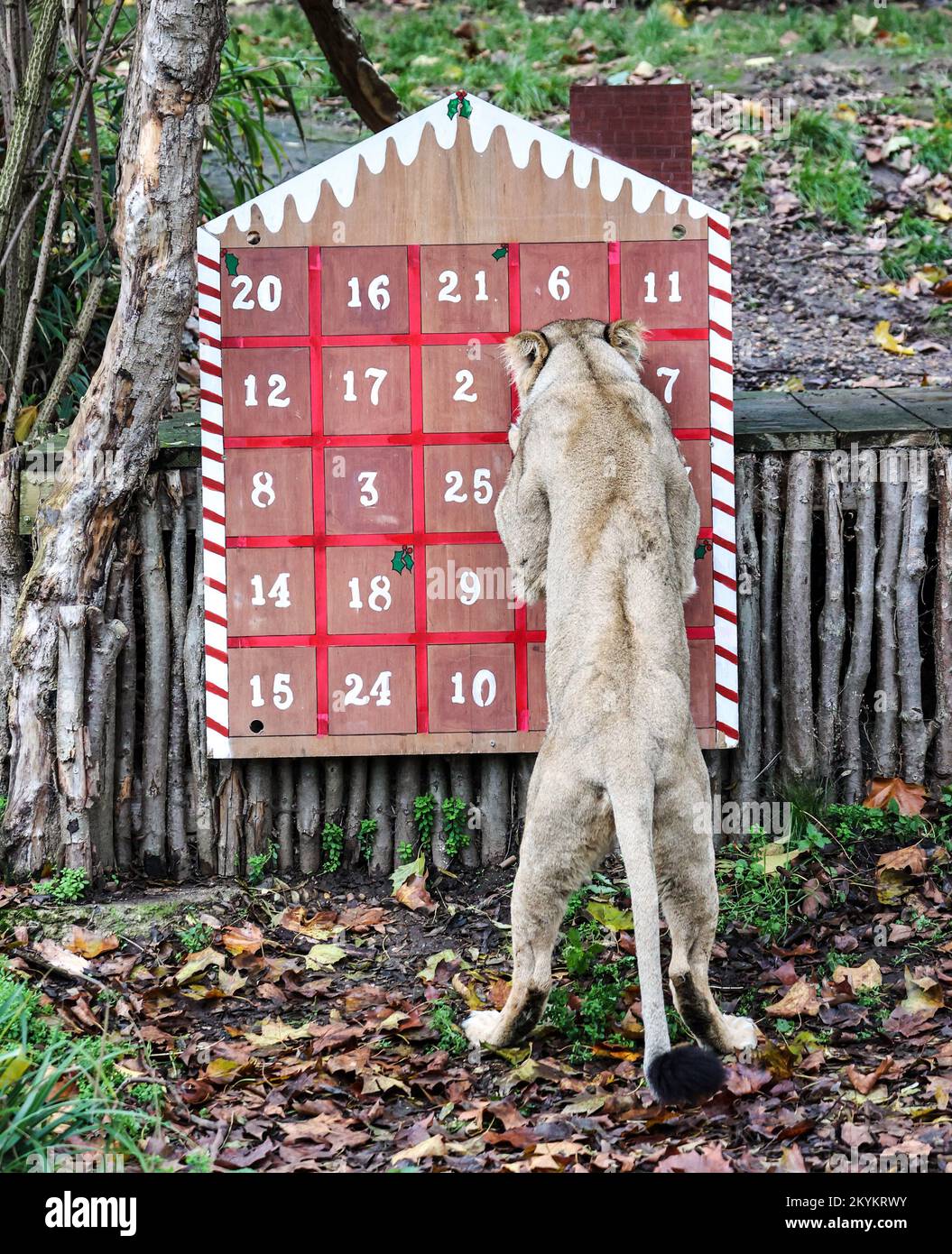 London, UK. 30th Nov, 2022. A lion seen enjoying advent calendar themed enrichment items as part of ZSL London Zoo's Christmas photocall. (Photo by Brett Cove/SOPA Images/Sipa USA) Credit: Sipa USA/Alamy Live News Stock Photo