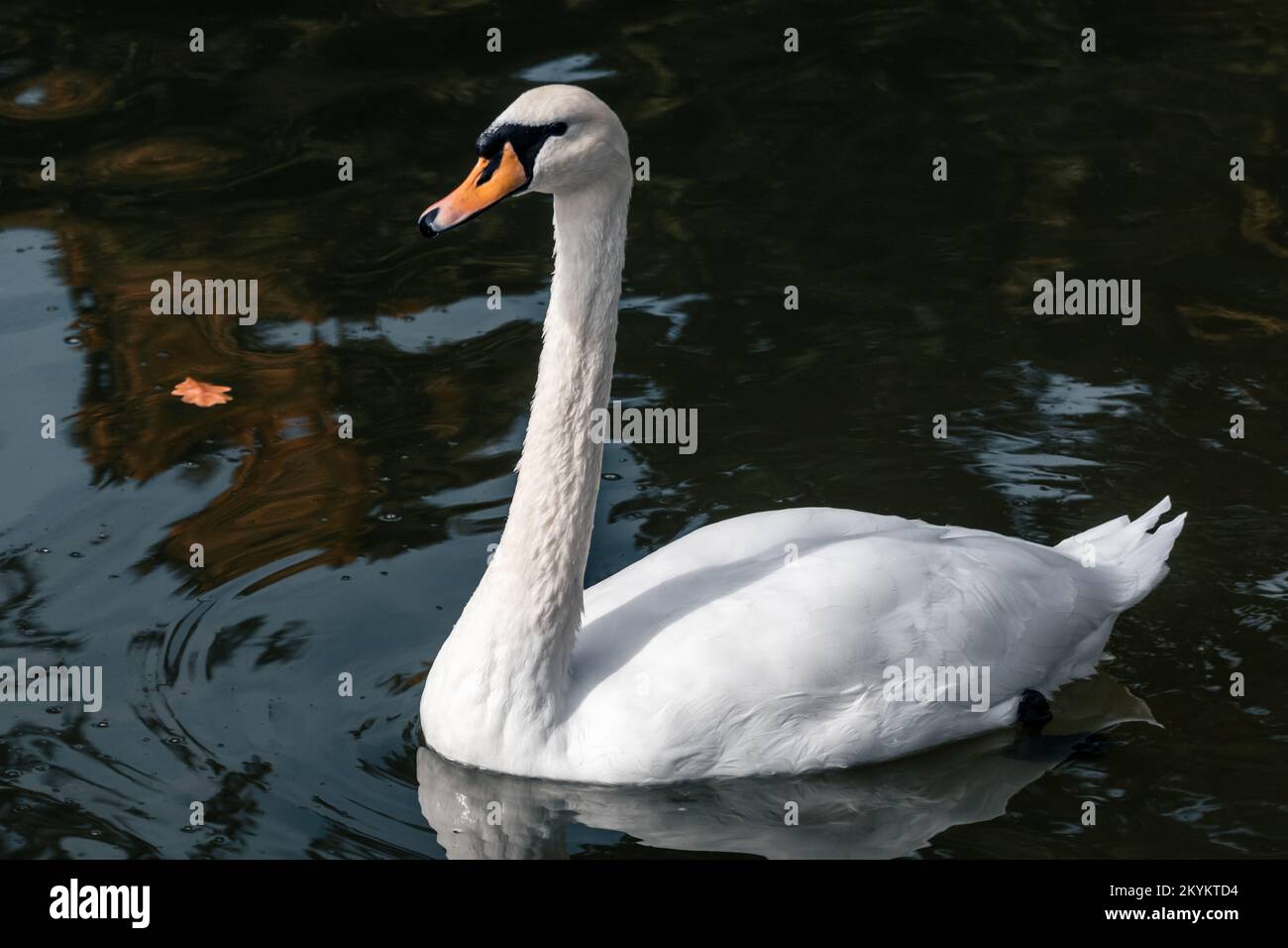 White swan, elegant large waterbird with a long flexible neck, sunny