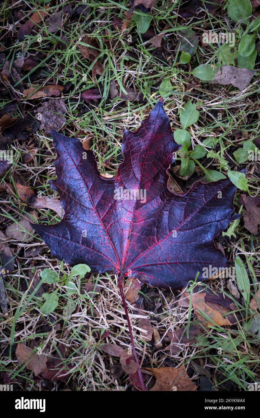 Vibrant colours of a dead Sycamore Acer pseudoplatanus leaf leaves lying on the ground in the Autumn in England in the UK. Stock Photo