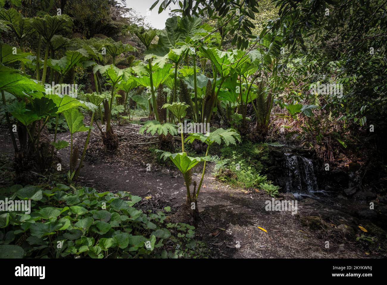 Gunnera manicata growing next to a small stream in the wild sub-tropical Penjjick Garden in Cornwall.  Penjerrick Garden is recognised as Cornwalls tr Stock Photo