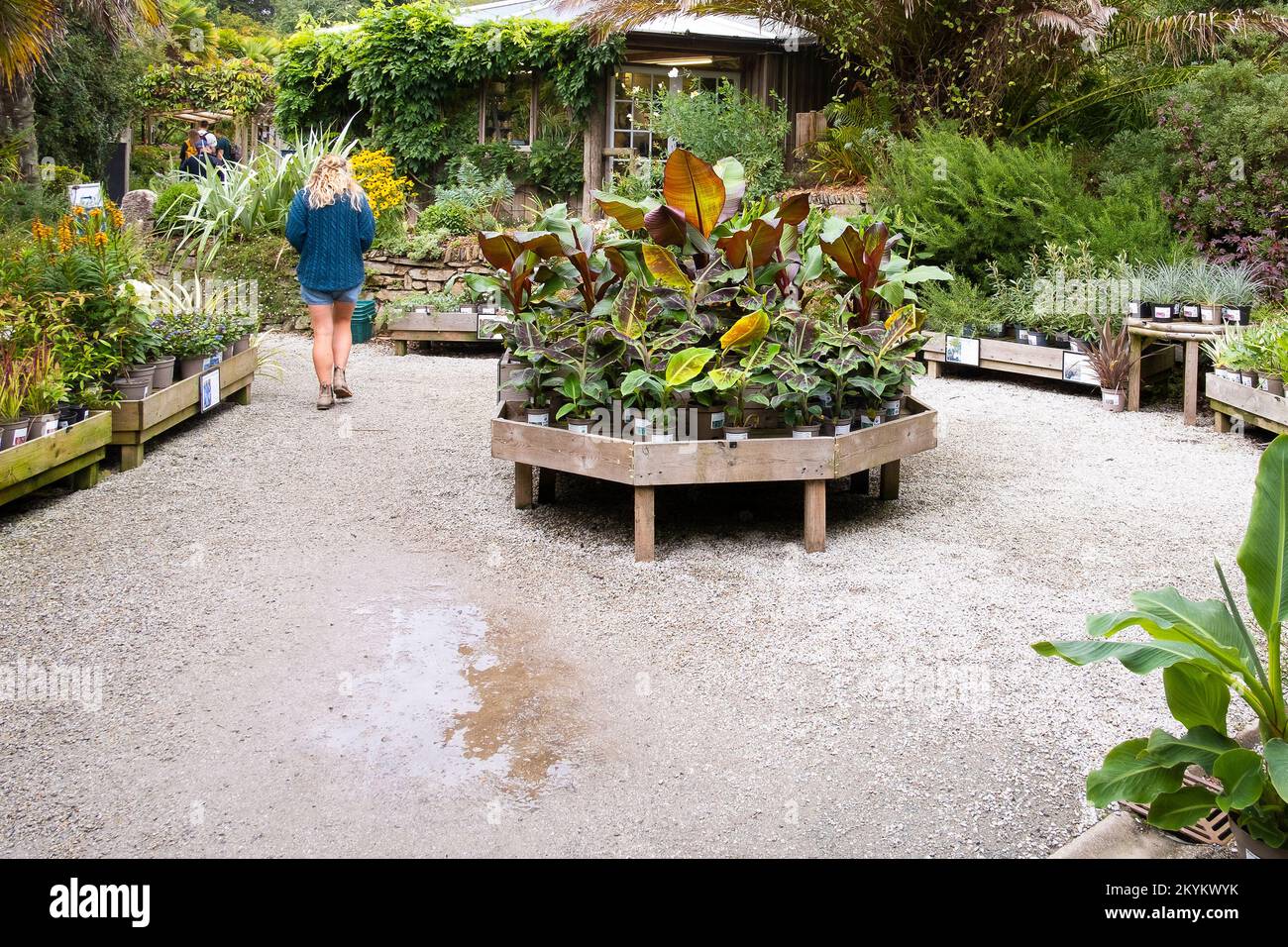 Plants on display and for sale at Trebah Gardens in Cornwall in the UK