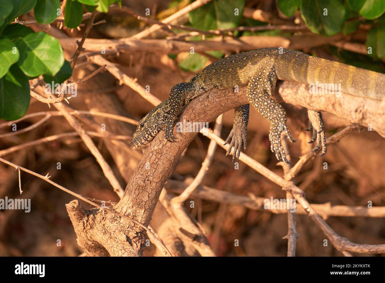 Nile monitor lizard Stock Photo