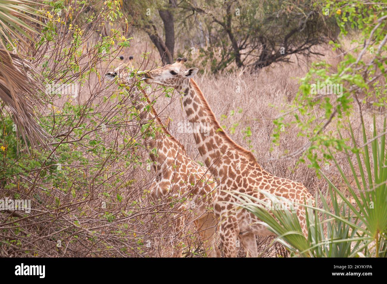 Giraffe eat leaves hi-res stock photography and images - Alamy