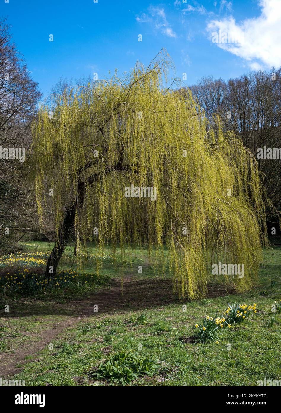 Spring sunshine on a weeping willow tree at Lowther Butts in Pickering ...