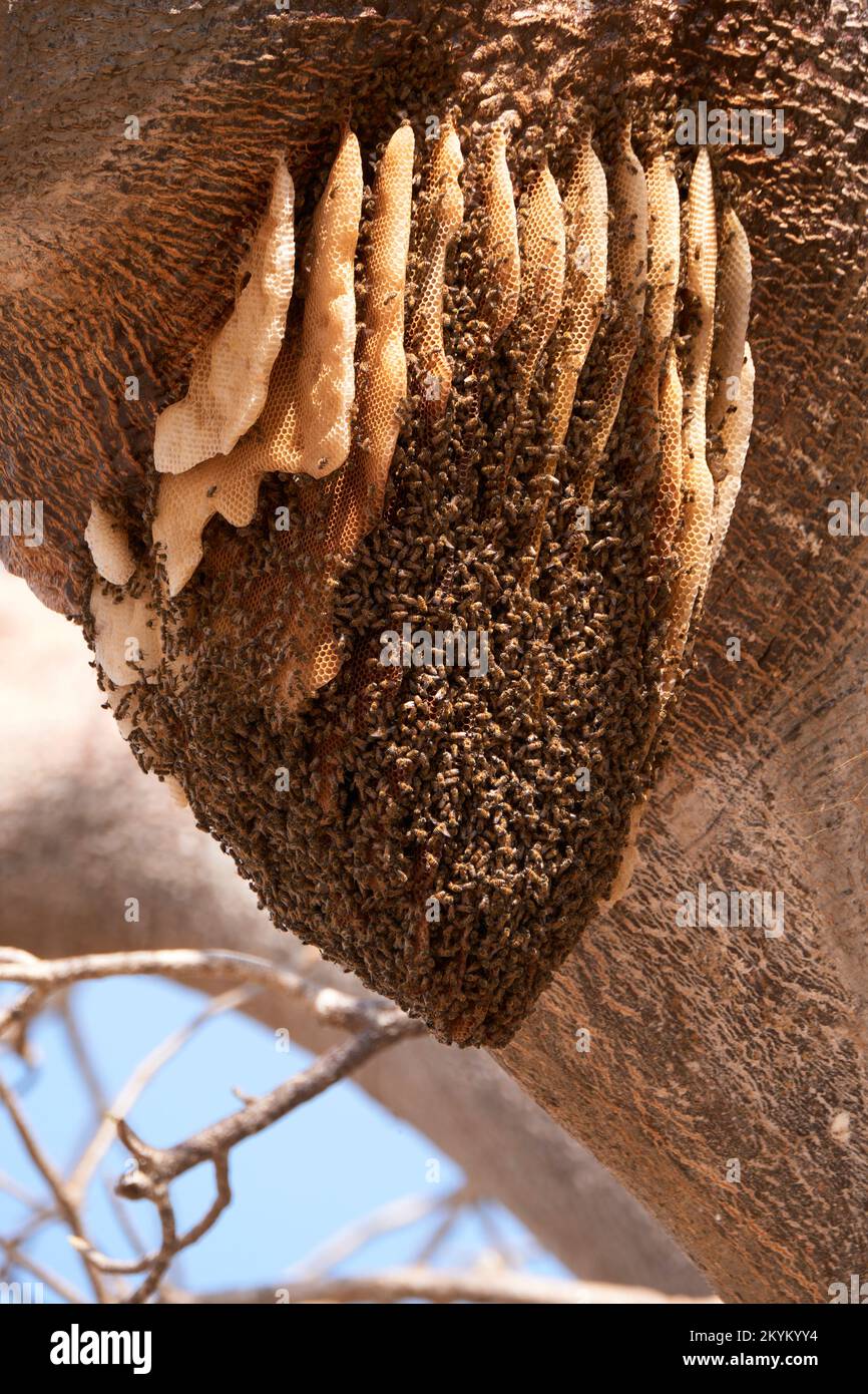 An African bee nest with many layer so of hangs from a tree