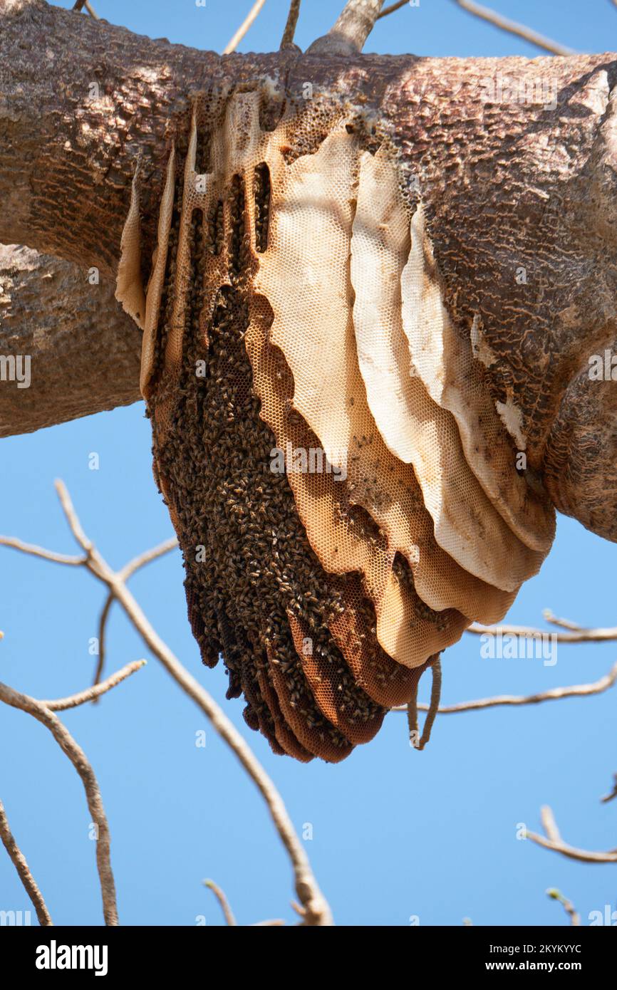An African bee nest with many layer so of hangs from a tree