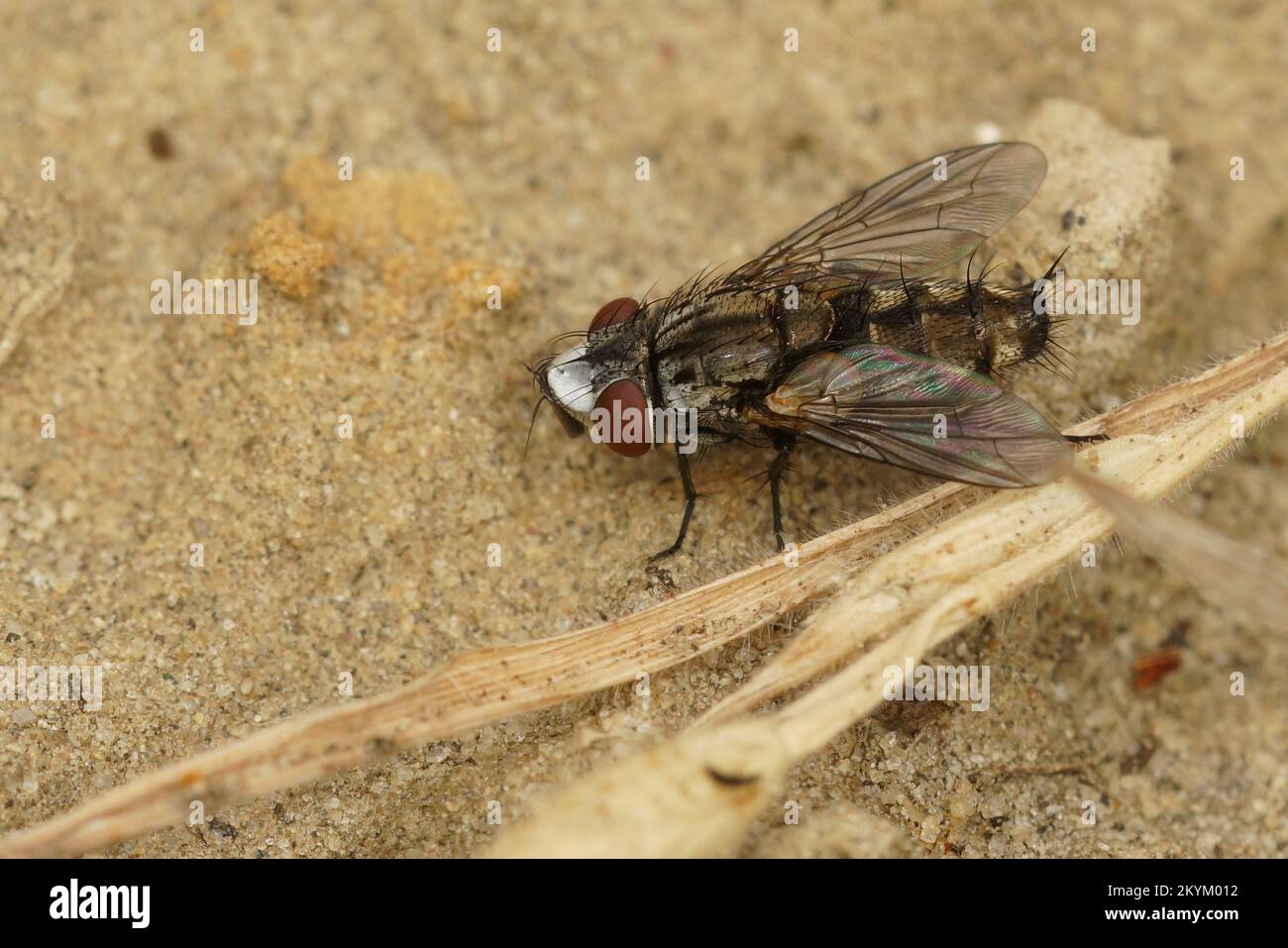 Natural closeup on a Metopia fly species sitting on the ground Stock Photo