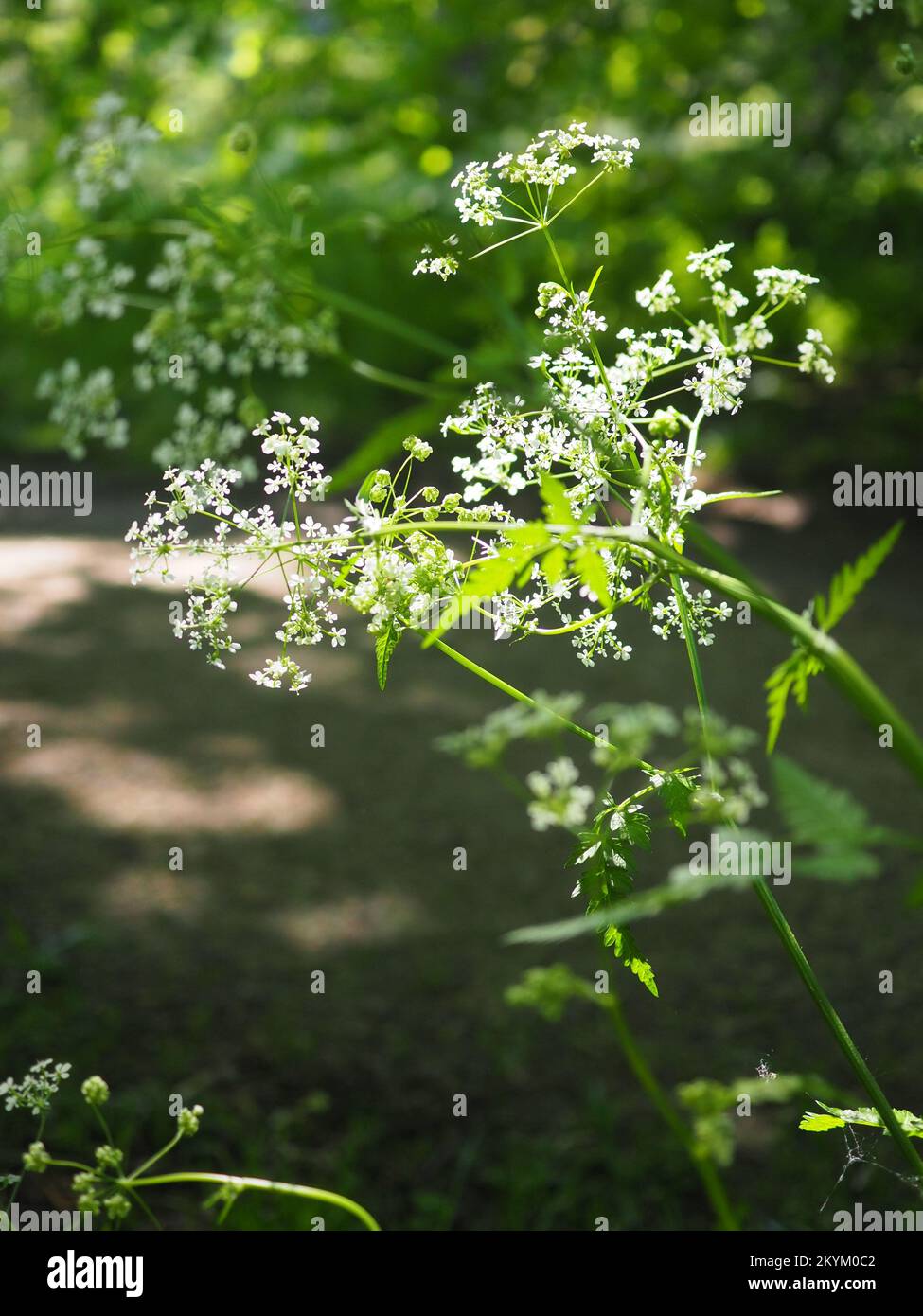 Wild cow parsley (Anthriscus sylvestris) flowers in a shaft of sunlight