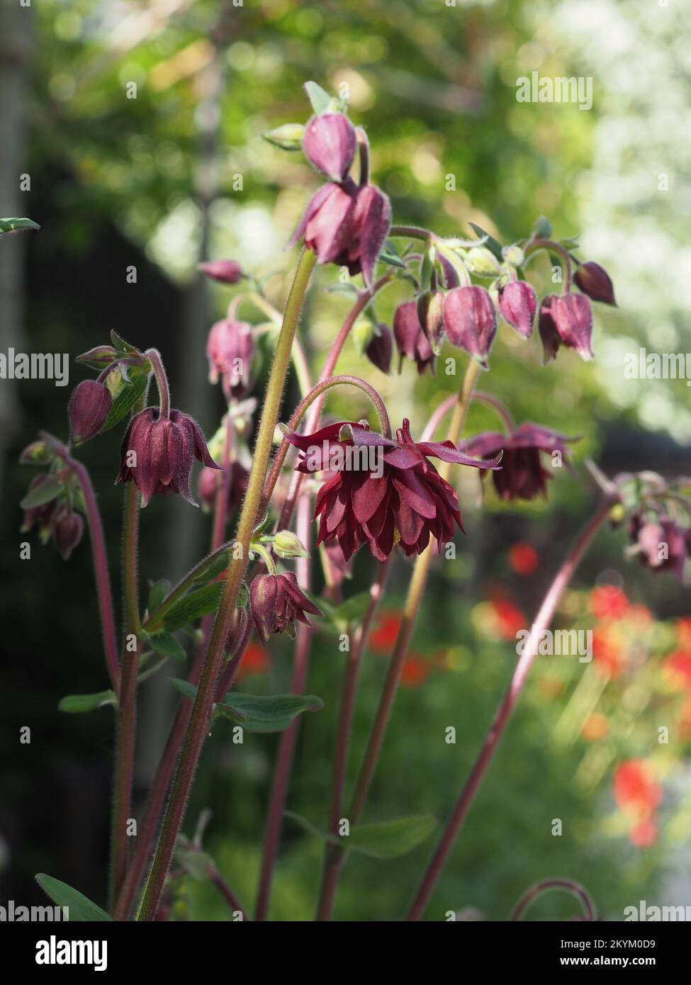 Close up of Aquilegia vulgaris var. stellata 'Ruby Port' flowers in sunlight Stock Photo