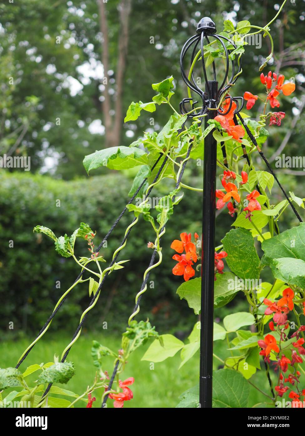 Runner bean 'Firestorm' flowers and vine on a wigwam (Phaseolus coccineus) Stock Photo