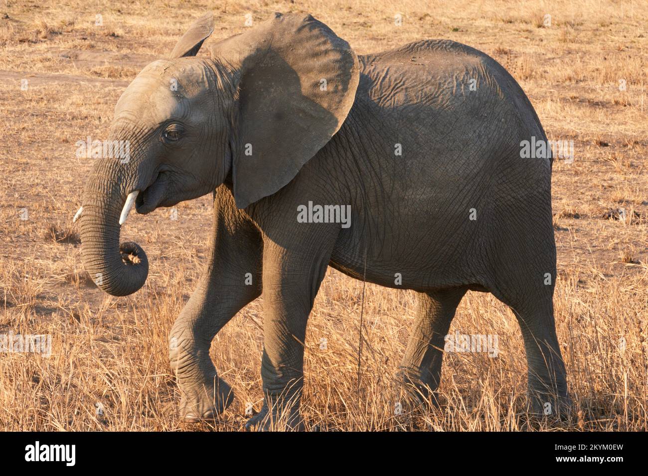 An African Bush Elephant walks in Mikumi national park Stock Photo