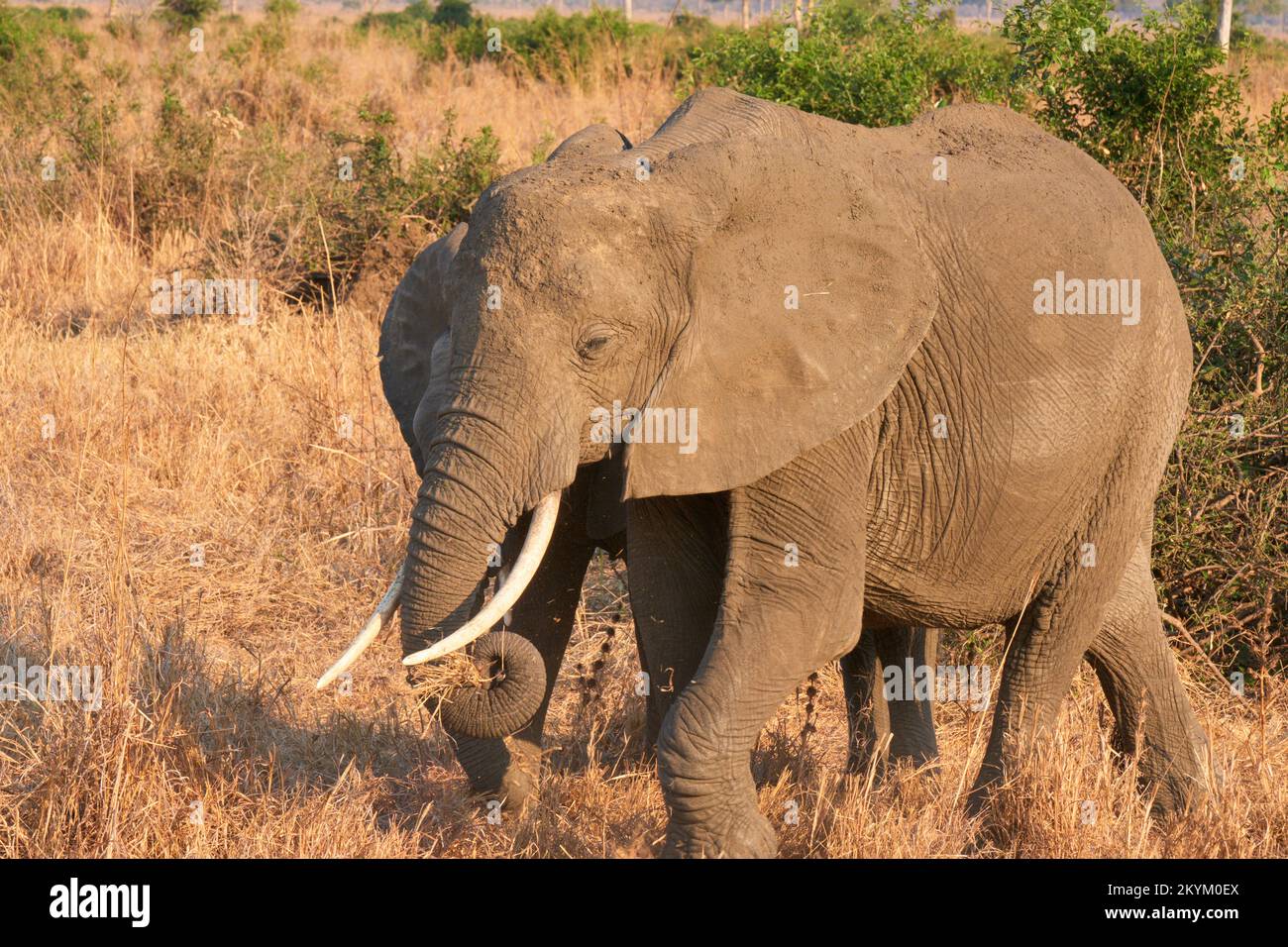 Two African Bush Elephants walk through Mikumi national park Stock Photo