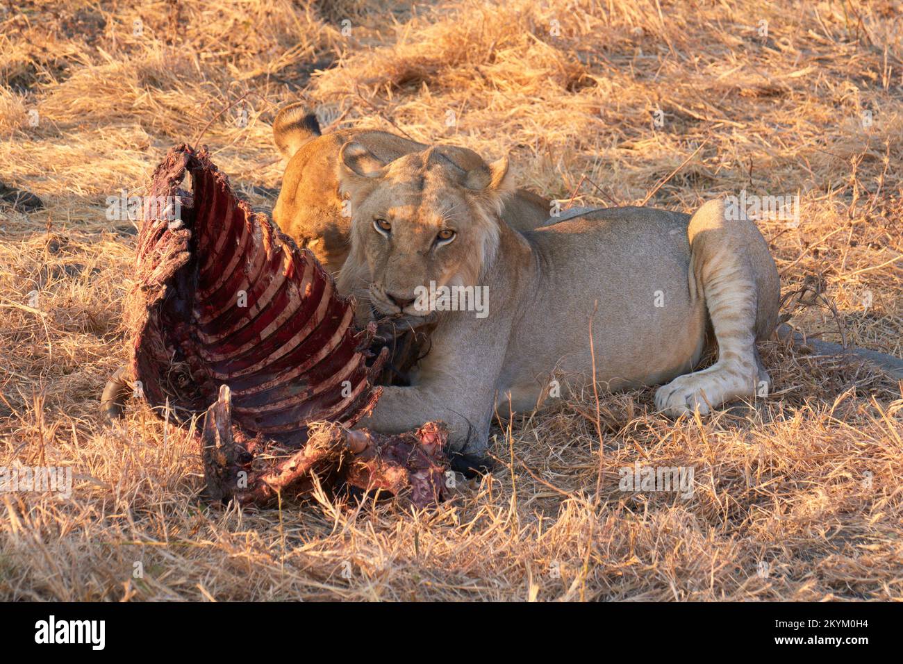 Two lions eat the remains of a Wildebeest  kill in the evening sun of Mikumi national park Stock Photo